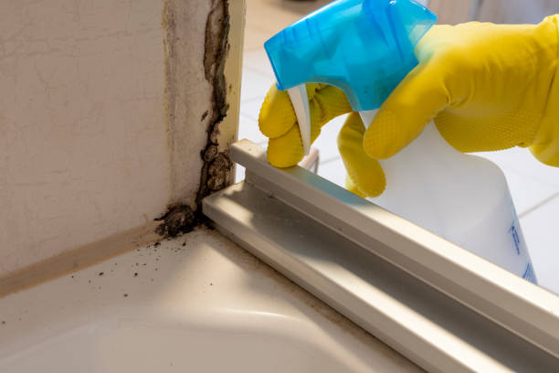  Quincy, MI Mold Removal Pros