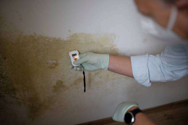 Best Mold Testing  in Quincy, MI