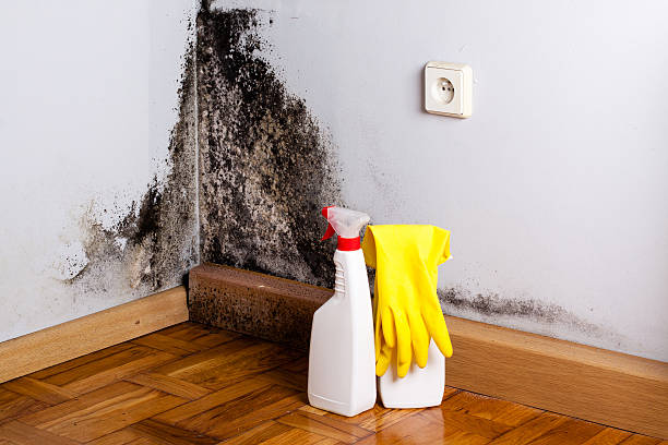 Best Same-Day Mold Removal  in Quincy, MI