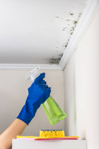 Trusted Quincy, MI Mold Removal Experts
